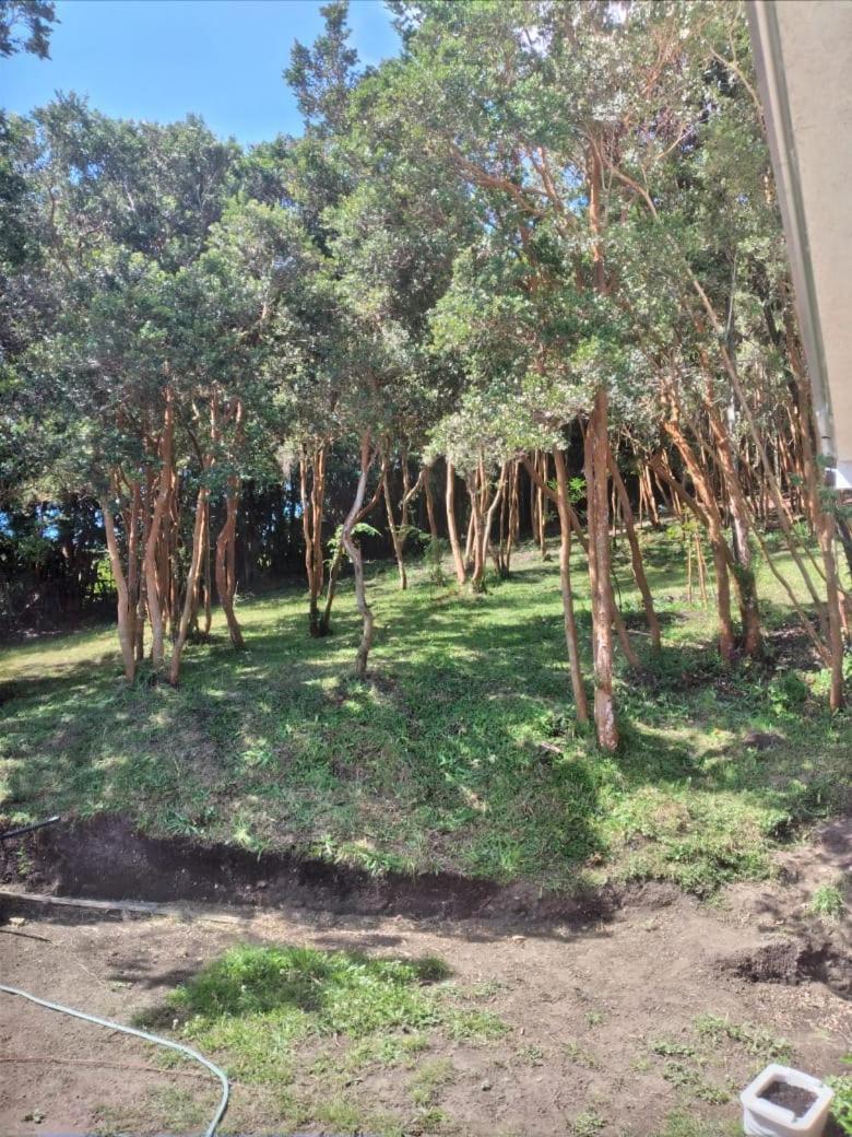 Bosque Arrayan Cochamo