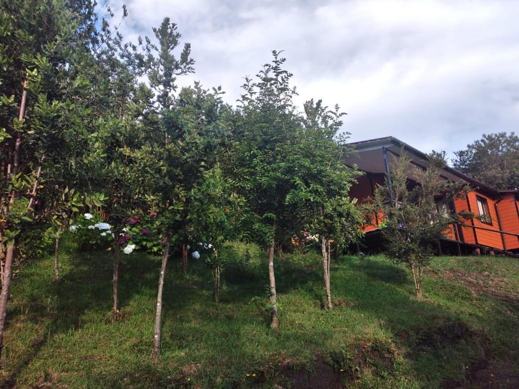 Bosque Arrayan * Cochamo